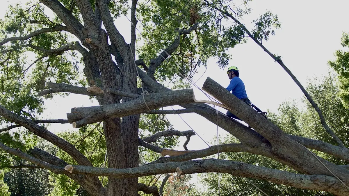 Professional Crown Thinning performed by certified arborists in Donovan