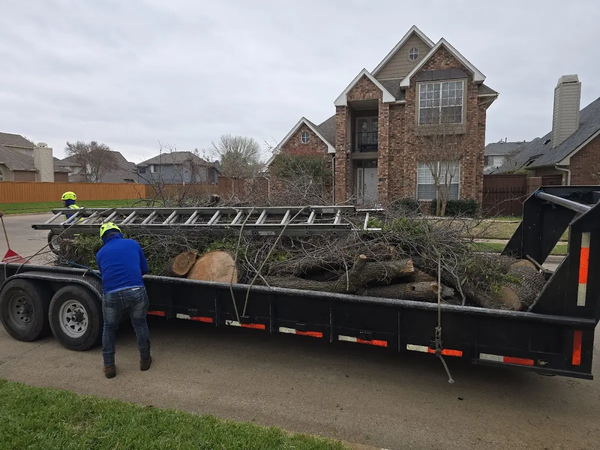 Expert Tree Removal with proper safety equipment in Donovan